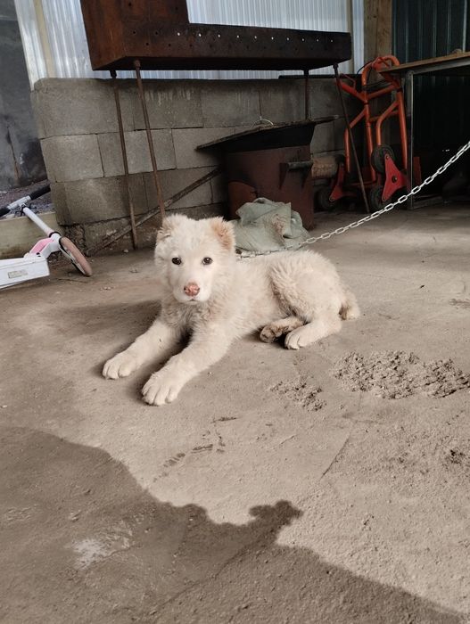 СРОЧНО ПРОДАМ Сао ұрғашы девочка 3 жарым аи Алматы облс