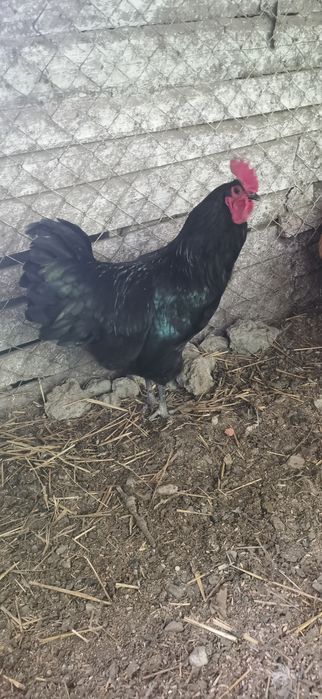 Cocoși buni de reproducere