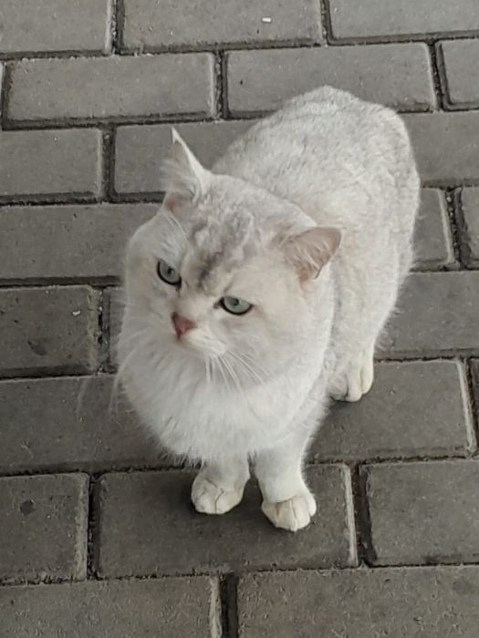 Отдам кота в добрые руки