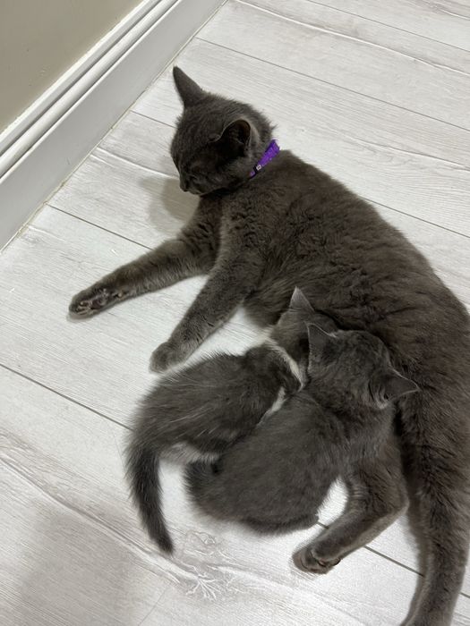 Кошка британская кошка 2 мес