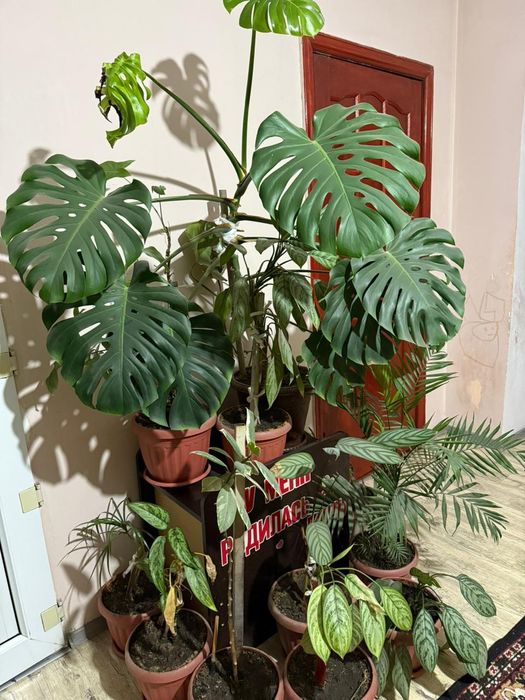 Продам комнатные цветы