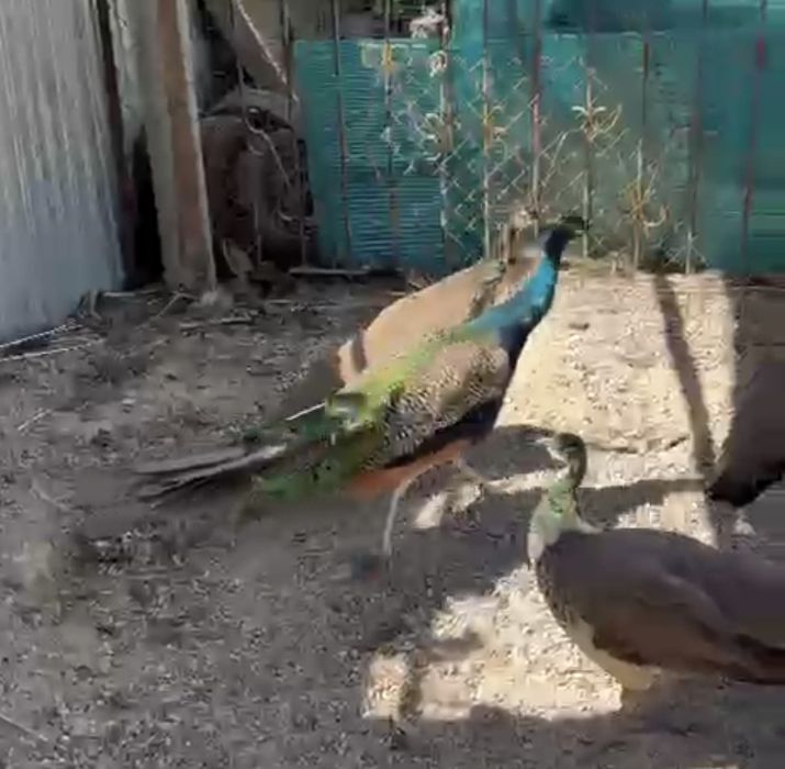 Продам павлины .