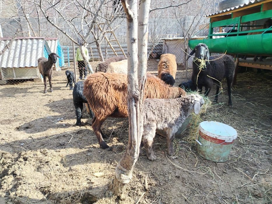 Қозылы қойлар сатылады