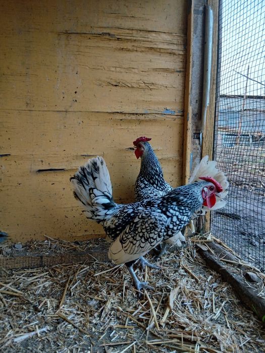 Сибрайт Серебро Хурозлар