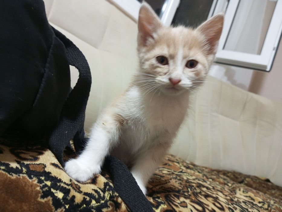 отдам бесплатно котенка мальчик