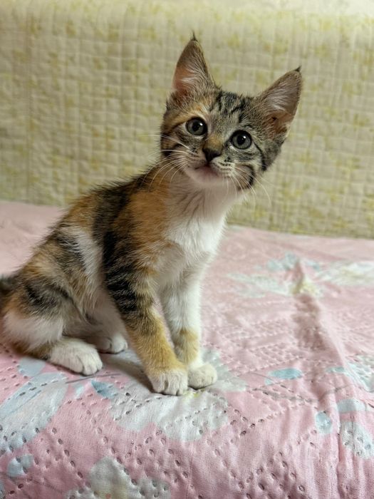 Котенок трехцветная