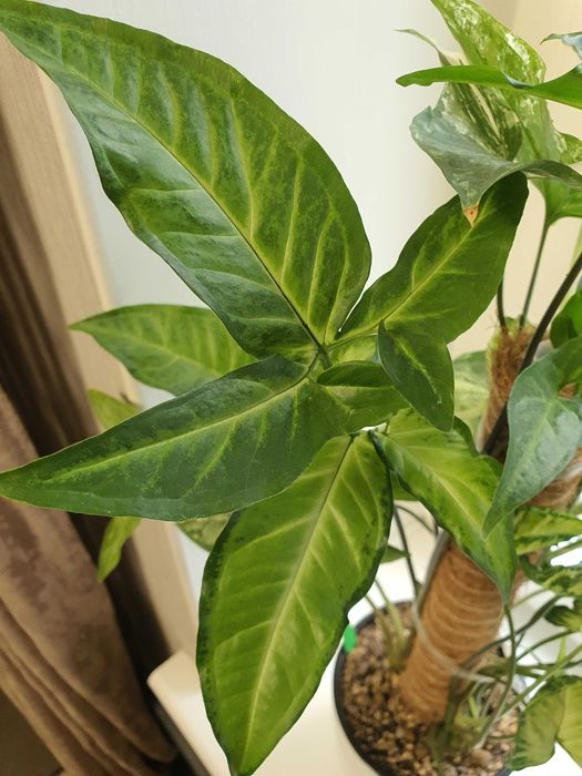 Сингониум 3 сорта в горшке.