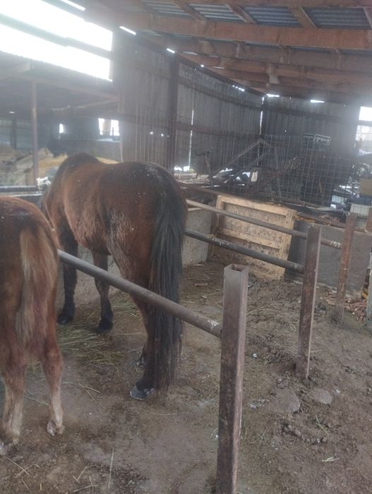 Кунан сатылады майда 3 ке келеди