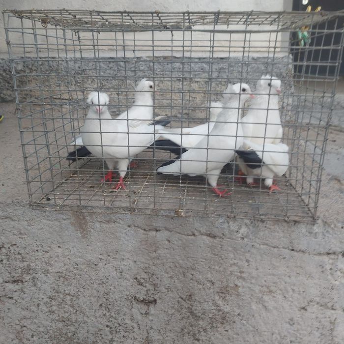 Чернахвост чубати бровястые