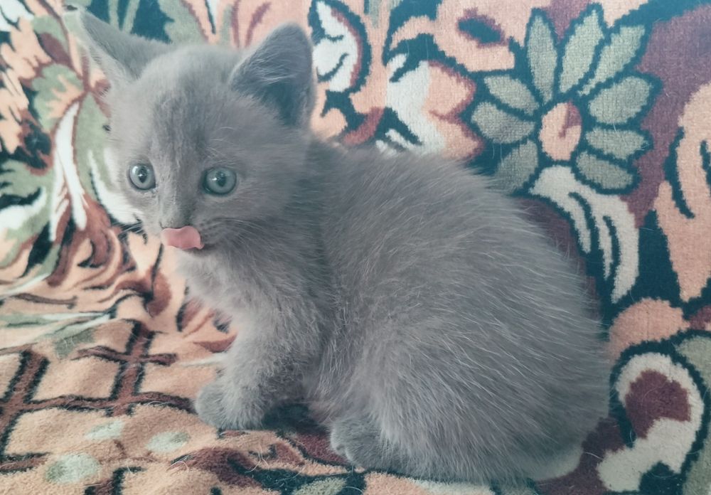 Отдам котенка в добрые руки