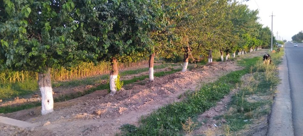 Tashmorydan otishiyz bn 500m  dan kein yol yuzida 8 sotix 4000$ sotigi