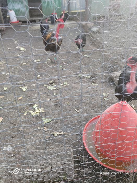 Pui de găină australorp  si rasă mixtă