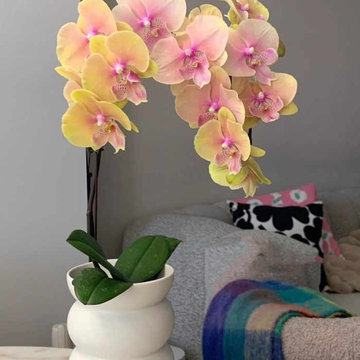 Орхидеи, Детки Орхидеи