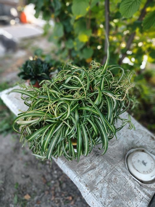 Продам цветы разные