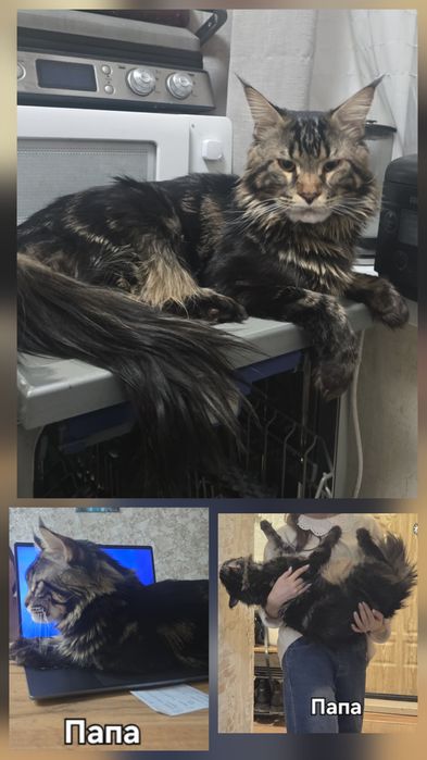 Котята Мейн-кун.