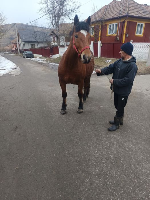 Mânză de 2 ani jumate vând sau schimb cu vaci sau juninci