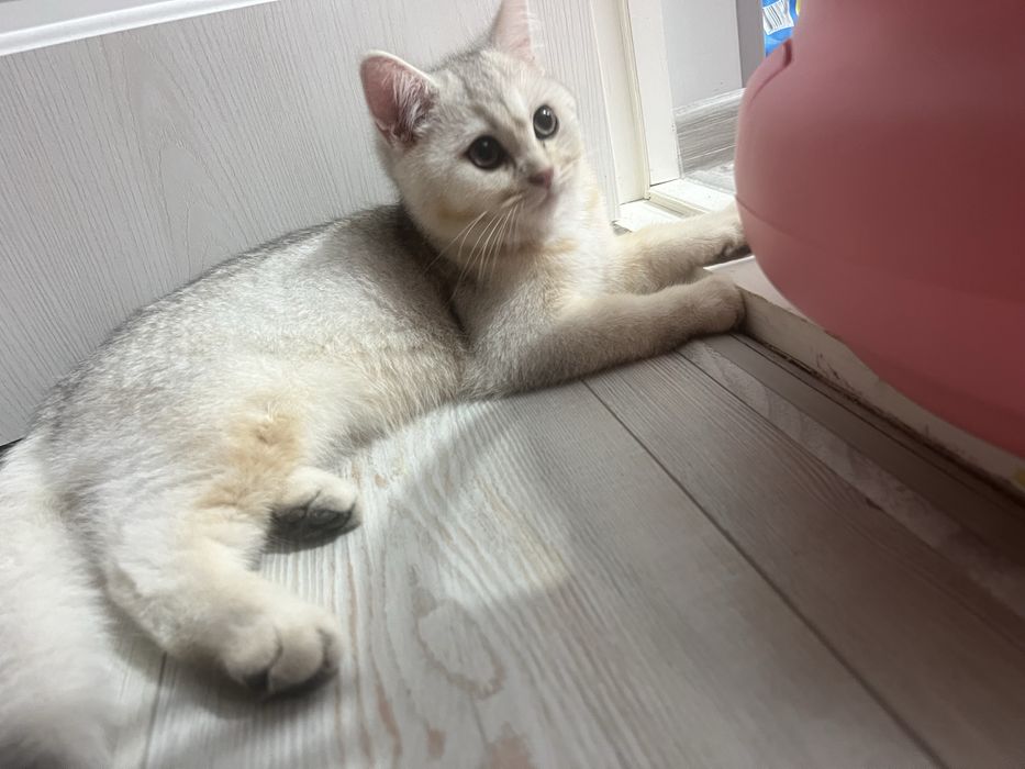 Британский Серебристый Shinshilla