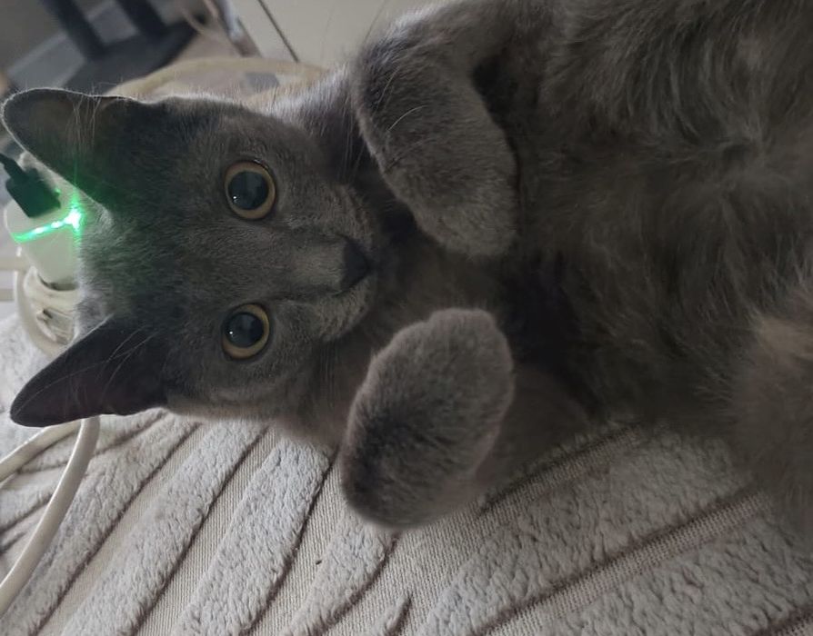 Кошечка Ниби-милашка ;)