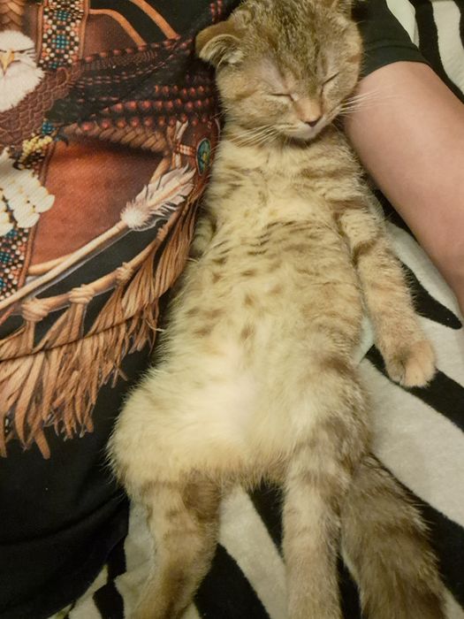 Котёнок вислоухий