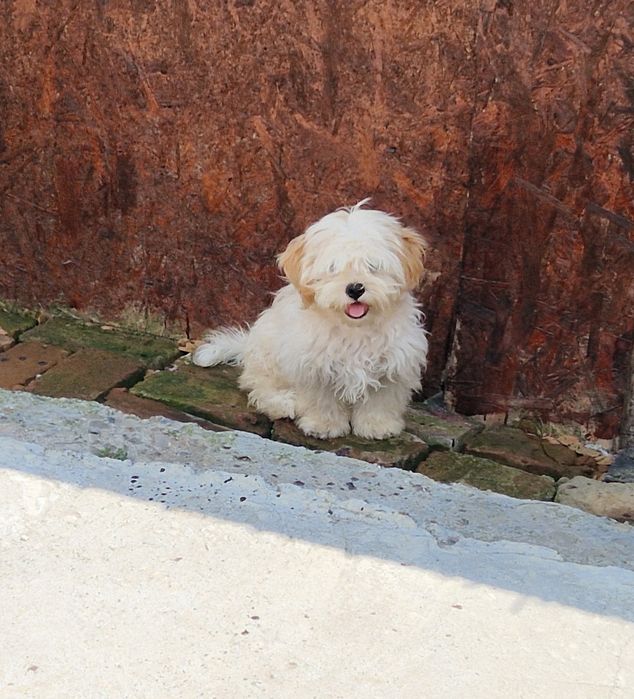 Baietel shih tzu