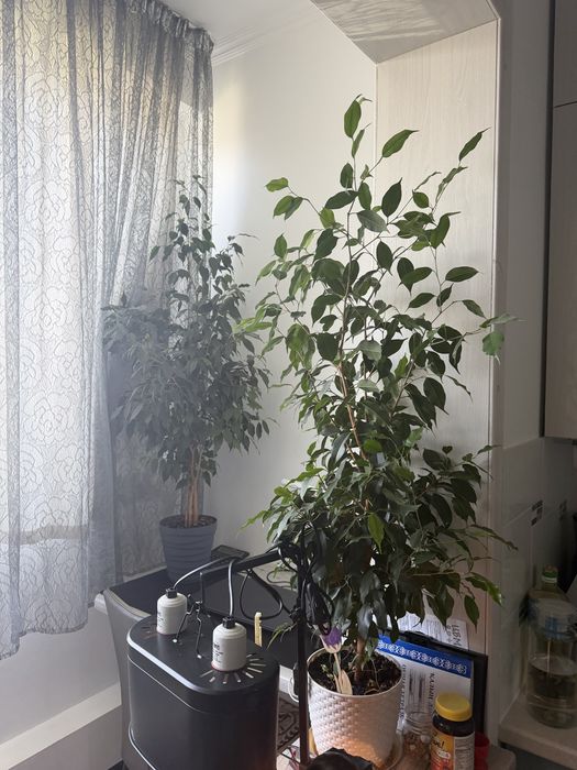 Алое (5 лет), фикус (2 молодых дерева)