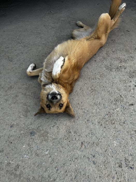 Друг в добрые руки