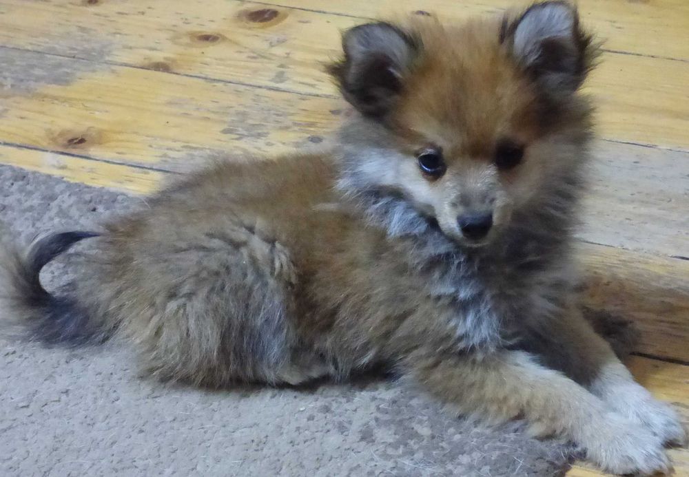 Vind pui Pomeranian