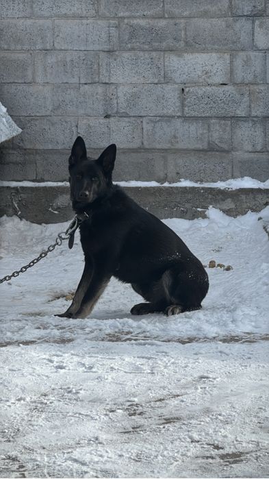 Вязка. Кобель 1 год