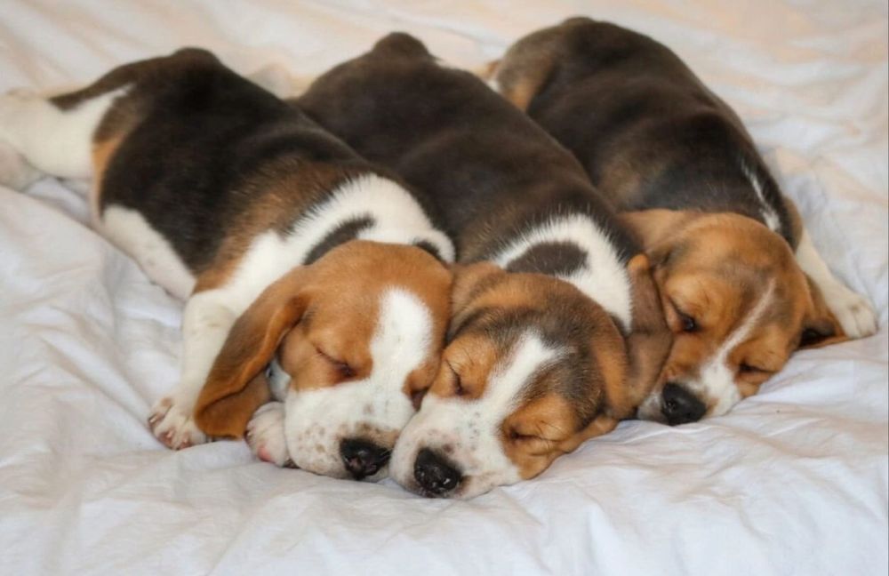 Готовы к брони щенки Бигля