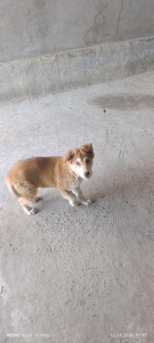 Отдам бесплатно щенка в хорошие и заботливые руки