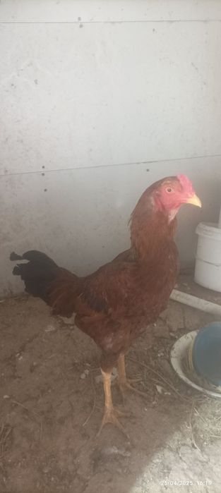 Bobohoroz 200ming kami bor