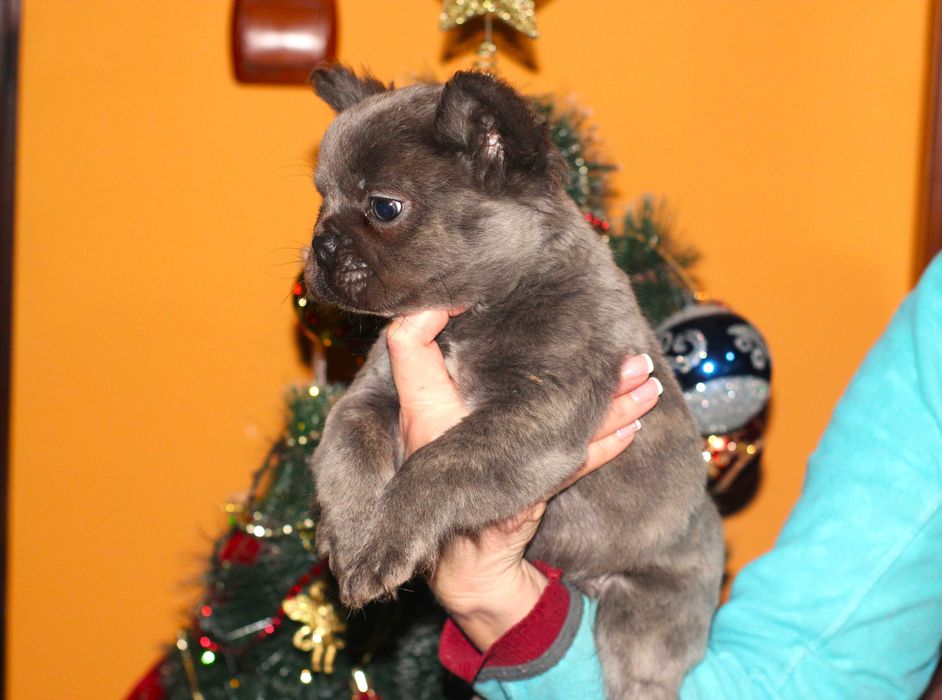 Френски булдог флъфи