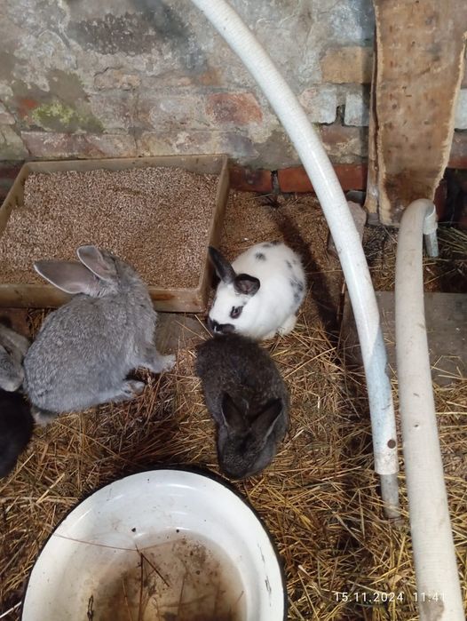 Готовятся на продажу кролики