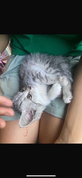 Котенок девочка,отдам в добрые руки очень ласковая