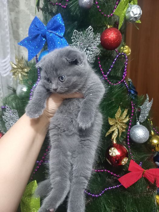 Продаются котята