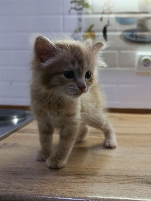 Котята 2 месяца.