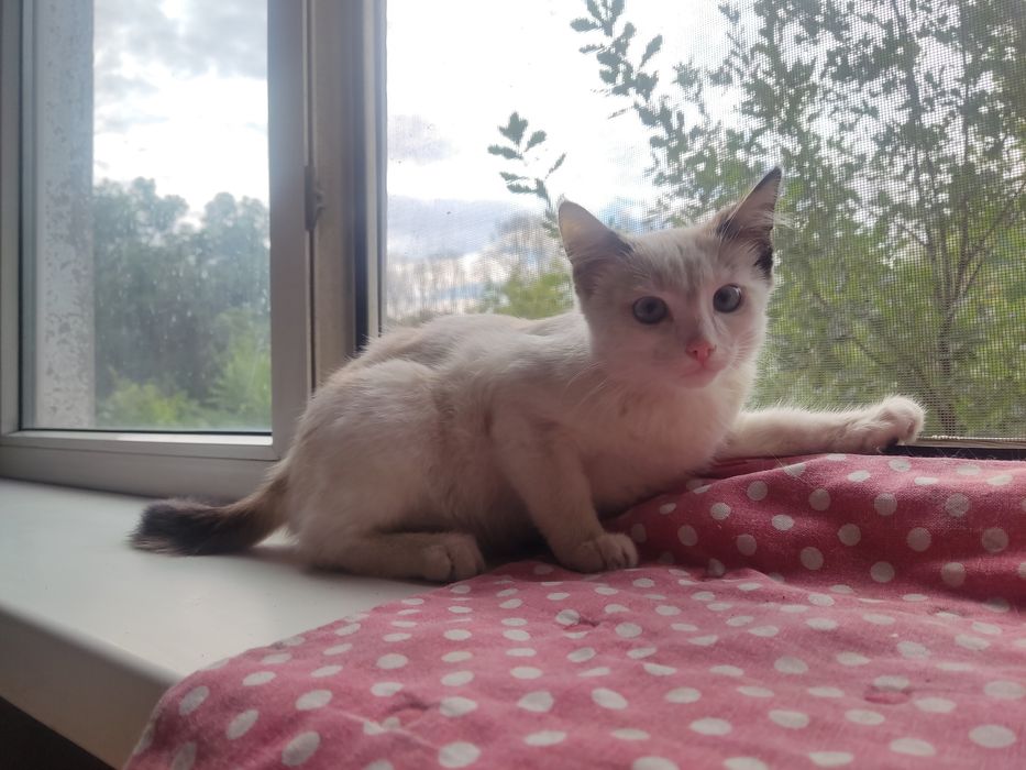 Отдам котенка девочку