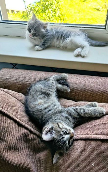 Домашние котята, 2-х месячные.
