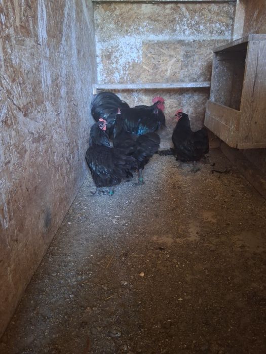 Familie australorp