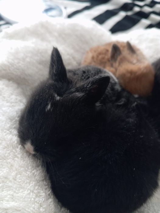 Продам крольчат в хорошие руки