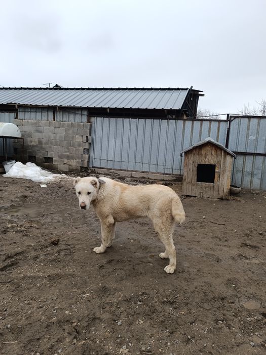 щенок сао алабай