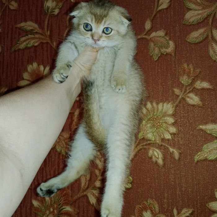 Девочка золотая Шиншила Скоттиш Фолд