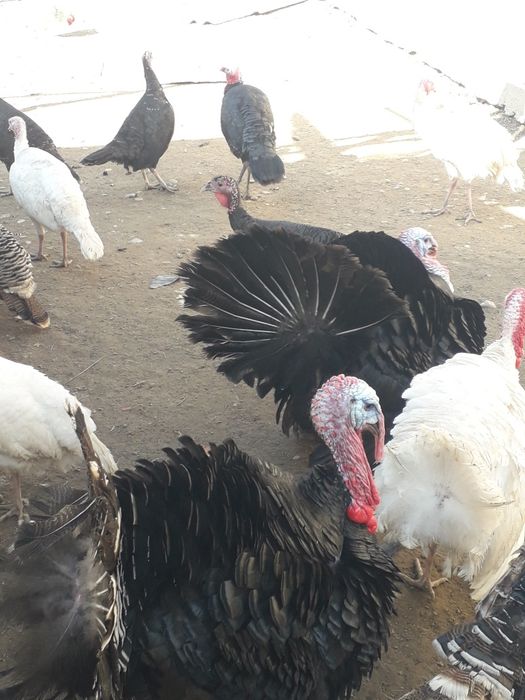 Индюки продаются