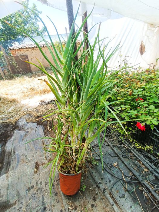 Алое вера в саксия