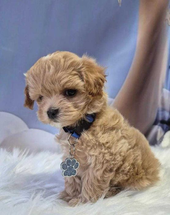 Кученце F1 Toy Maltipoo