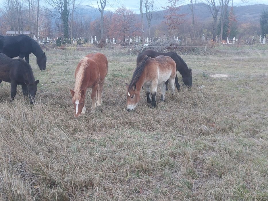 Se vand, manza sarga si murga .