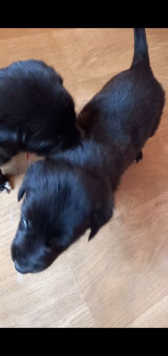 Отдам щенков за продукты питания .