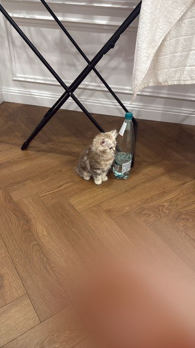 Британец не вислоухий