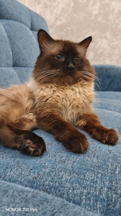 Вязка с сиамским котом