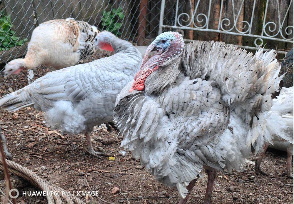 Oua curca pentru incubat sau consum, culoare deosebita lavanda